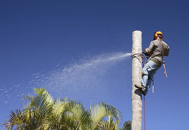 Best Tree Health Inspection  in Bayshore Gardens, FL