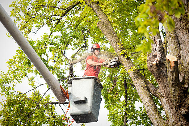 Best Stump Grinding and Removal  in Bayshore Gardens, FL