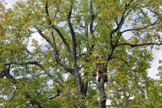 Best Commercial Tree Services  in Bayshore Gardens, FL