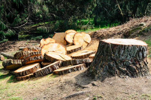 Best Seasonal Cleanup (Spring/Fall)  in Bayshore Gardens, FL